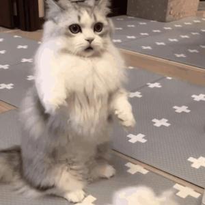 全免费午夜一级A片视频
